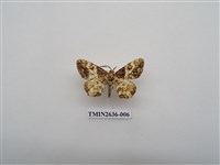 藏品(尺蛾163)的圖片